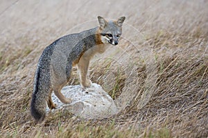 Rare Island Fox in Channel Islands National Park photo