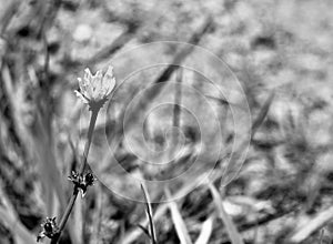 Rare wildflower, white chickory along the dirt road Jenningsville Pennsylvania