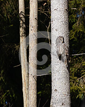 Rare wildlife birds: single Ural owl  Strix uralensis  sitting in a tree wachting for prey