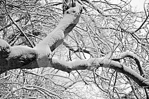 Rare wintry mix around charlotte city streets in north carolina