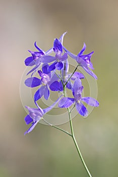 A rare and wonderful weed â€“ Forking Larkspur (Consolida regalis)