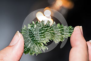 Rare wrinkled green moldavite mineral in human hand with orange light on black background