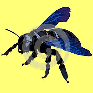 rare Xelokopa bee photo