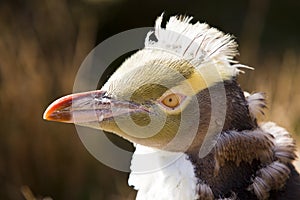 Rare Yellow-Eyed Penguin