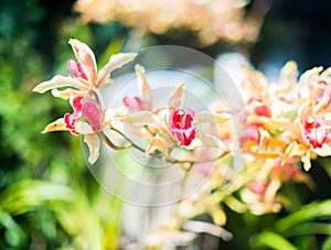 Rare yellow and white cattleya orchid