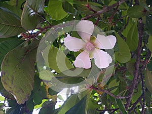 A rarely flower in Asian rain forest