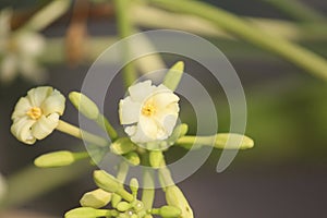 Rarely found beautiful bud of a wild species flowers. Small flower of this plant blossoms quick.