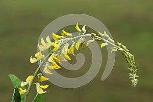 Rarely yellow design flower plant