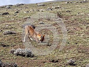 Rarest Canine Beast,Ethiopian wolf,  Canis simensis, Big-headed Hunting African Mole-Rat, Sanetti Plateau, Bale National Park photo