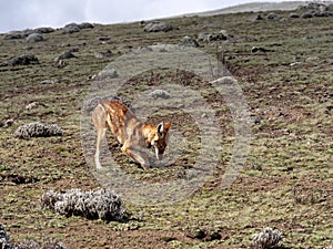 Rarest Canine Beast,Ethiopian wolf,  Canis simensis, Big-headed Hunting African Mole-Rat, Sanetti Plateau, Bale National Park photo