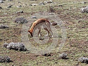 Rarest Canine Beast,Ethiopian wolf,  Canis simensis, Big-headed Hunting African Mole-Rat, Sanetti Plateau, Bale National Park