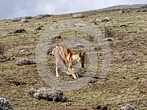 Rarest Canine Beast,Ethiopian wolf, Canis simensis, Big-headed Hunting African Mole-Rat, Sanetti Plateau, Bale National Park photo