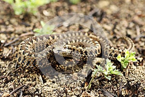 Rarest european snake, the meadow viper