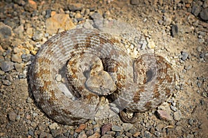 Rarest european viper in Milos island photo