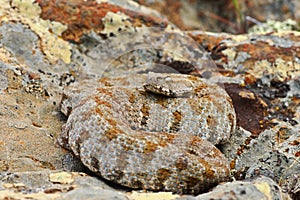 Rarest snake from Europe, the Milos viper photo