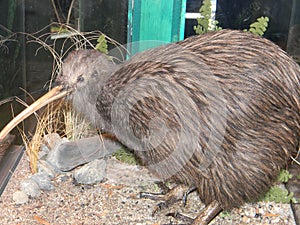 RAREST UNIQUE KIWI BIRD HATCHING EGGS  AT NEW ZEALAND