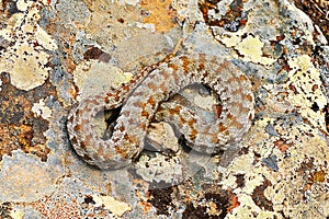 Rarest venomous european snake, the Milos viper