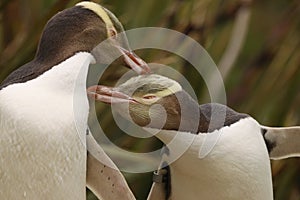 Rarest Yellow-eyed Penguin, megadyptes antipodes, New Zealand, South Islan photo