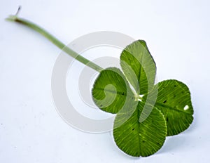 The rarity of the four-leaf clover has given rise to various myths in various cultures, the most common of which is that finding o