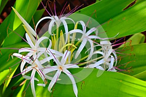 Rarotonga, Cook Islands, Hibiscus Flower