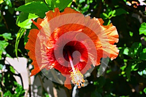 Rarotonga, Cook Islands, Hibiscus Flower