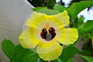 Rarotonga, Cook Islands, Hibiscus Flower