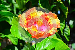 Rarotonga, Cook Islands, Hibiscus Flower