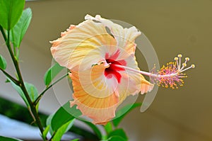 Rarotonga, Cook Islands, Hibiscus Flower, extended stamen