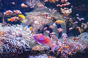 Rarotonga underwater photo