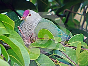 Rarotongajufferduif, Cook Islands Fruit-Dove, Ptilinopus rarotongensis