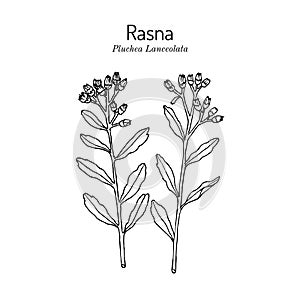 Rasana, or Rasna pluchea lanceolata , medicinal plant