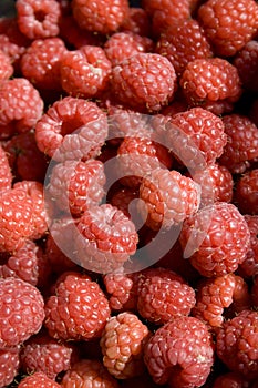 Rasberries