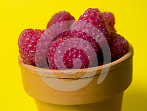 Rasberries In Pot