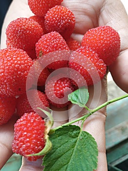 Rasberries thive in the town of Takengon central Aceh