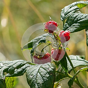 Rasberries on the vine