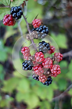 rasberry on a bush