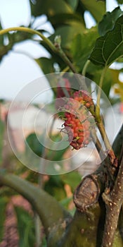 Rasberry comes to mature at garden in the morning