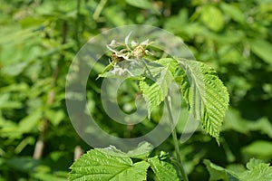 Rasberry flowers in the garden