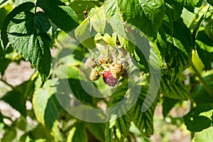 Rasberry rubus idaeus ripe on plant