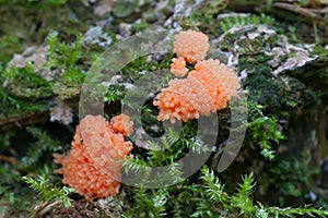 Rasberry slime mould or mold