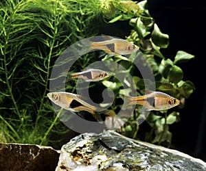 RASBORA ARLEQUIN rasbora heteromorpha