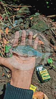 Rasbora Barbodes binotatus fish