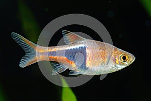 Rasbora fish