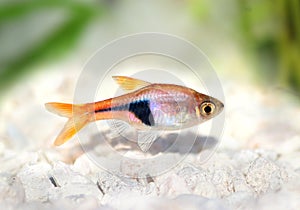 Rasbora Het Harlequin rasbora heteromorpha