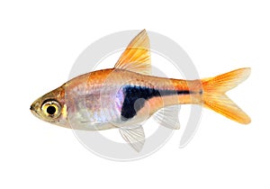 Rasbora Het Harlequin rasbora heteromorpha freshwater aquarium fish photo