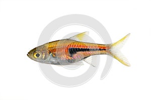 Rasbora Het Harlequin rasbora heteromorpha lamb chop rasboras aquarium fish