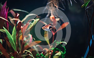 Rasbora heteromorha in my aquarium.