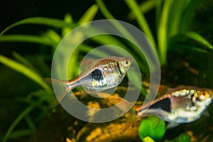 Rasbora heteromorpha aquarium fish on a background of green plants