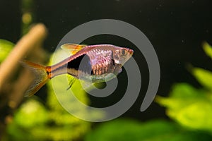 Rasbora heteromorpha aquarium fish on a background of green plants