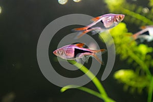 Rasbora heteromorpha aquarium fish on a background of green plants